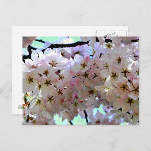 Sakura Cherry Blossoms Briefkaart (Voorkant / Achterkant)