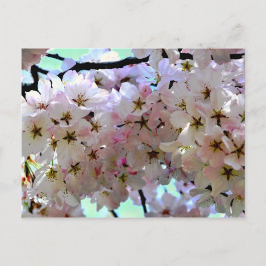 Sakura Cherry Blossoms Briefkaart (Voorkant)