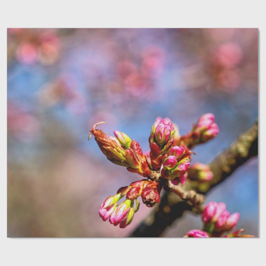 Sakura Cherry Tree Buds. Het begin van de lente Cadeaupapier (Vlak)