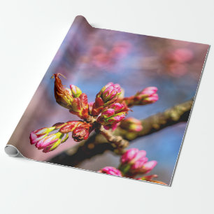 Sakura Cherry Tree Buds. Het begin van de lente Cadeaupapier