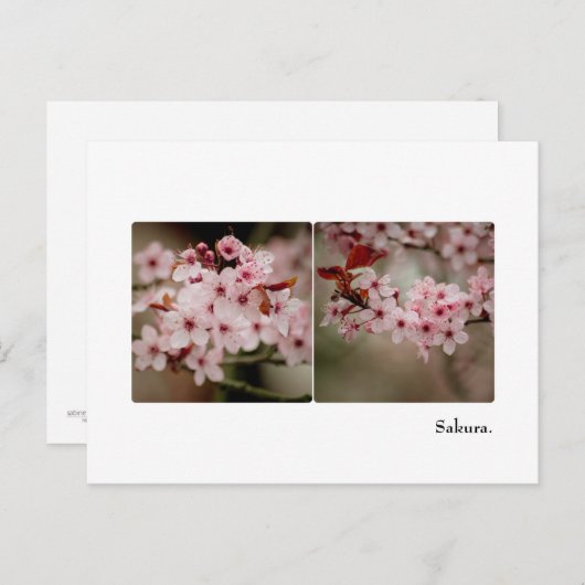 Sakura Diptych Briefkaart (Voorkant / Achterkant)