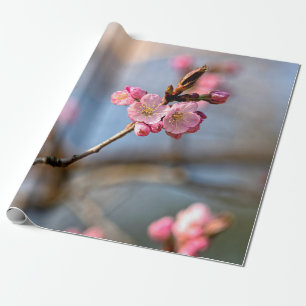 Sakura druist tegen de grijze achtergrond cadeaupapier