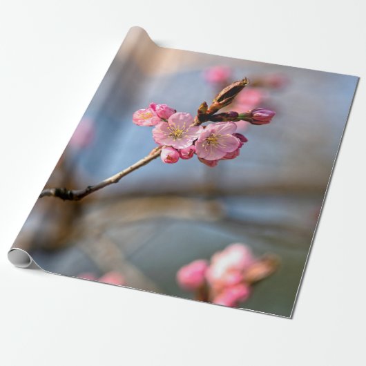 Sakura druist tegen de grijze achtergrond cadeaupapier (Uitgerold)