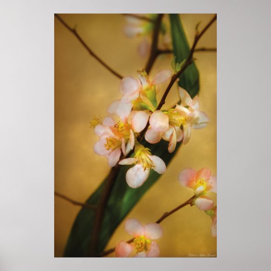 Sakura - Een vleugje lente Poster (Voorkant)