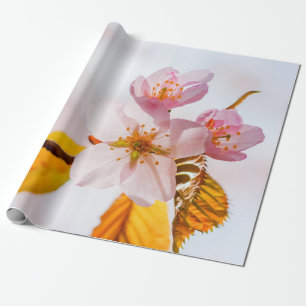 Sakura Flowers en Soft Pink Background Cadeaupapier