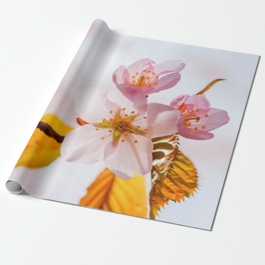 Sakura Flowers en Soft Pink Background Cadeaupapier (Uitgerold)