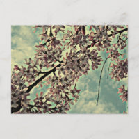 SAKURA FOTO