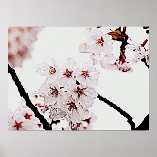SAKURA FOTOGRAFIE POSTER (Voorkant)