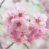 Sakura in de lente – Tokyo bloem Sticker (Voorkant)