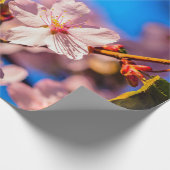 Sakura in roze en blauw cadeaupapier (Hoek)