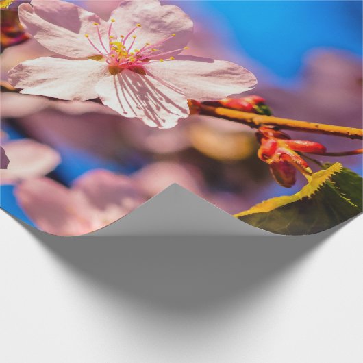 Sakura in roze en blauw cadeaupapier (Hoek)