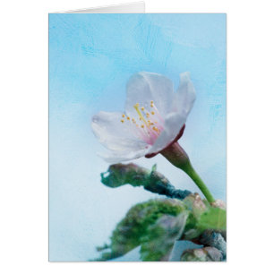 Sakura - Japanse Cherry Blossom