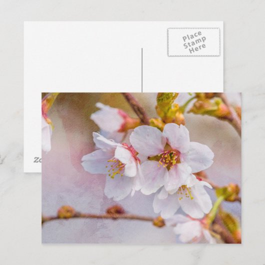 Sakura - Japanse Cherry Blossom Briefkaart (Voorkant / Achterkant)