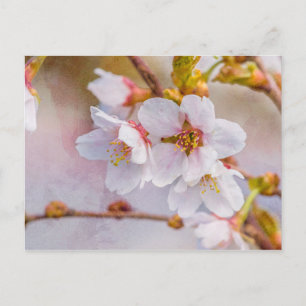 Sakura - Japanse Cherry Blossom Briefkaart