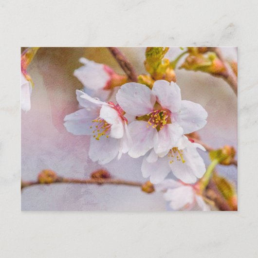 Sakura - Japanse Cherry Blossom Briefkaart (Voorkant)