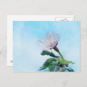 Sakura - Japanse Cherry Blossom Briefkaart (Voorkant / Achterkant)