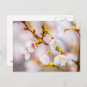 Sakura - Japanse Cherry Blossom Briefkaart (Voorkant / Achterkant)