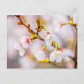 Sakura - Japanse Cherry Blossom Briefkaart (Voorkant)
