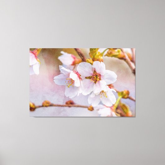 Sakura - Japanse Cherry Blossom Canvas Afdruk (Voorkant)