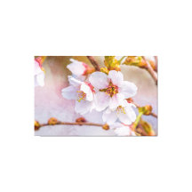 Sakura - Japanse Cherry Blossom