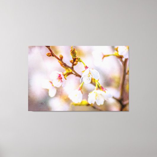 Sakura - Japanse Cherry Blossom Canvas Afdruk (Voorkant)