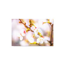 Sakura - Japanse Cherry Blossom