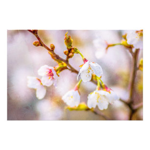 Sakura - Japanse Cherry Blossom Foto Afdruk