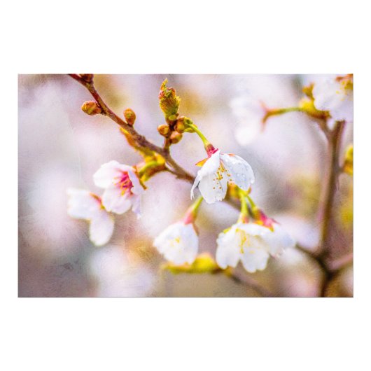 Sakura - Japanse Cherry Blossom Foto Afdruk (Voorkant)