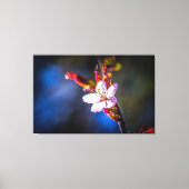 Sakura - Japanse kersbloem Canvas Afdruk (Voorkant)