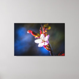 Sakura - Japanse kersbloem Canvas Afdruk