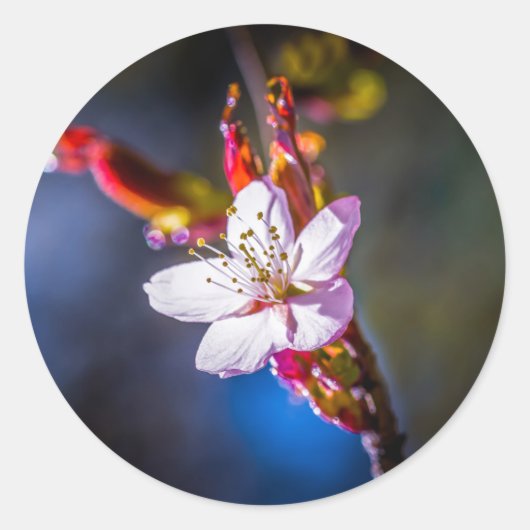 Sakura - Japanse kersbloem Ronde Sticker (Voorkant)