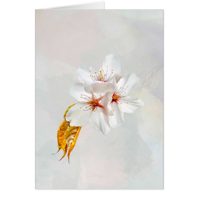 Sakura - Japanse kersenbloesem (Voorkant)