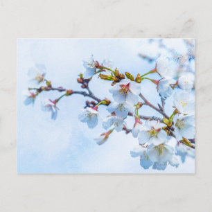 Sakura - Japanse Kersenbloesem Briefkaart