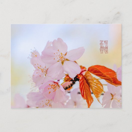 Sakura - Japanse kersenbloesem Briefkaart (Voorkant)
