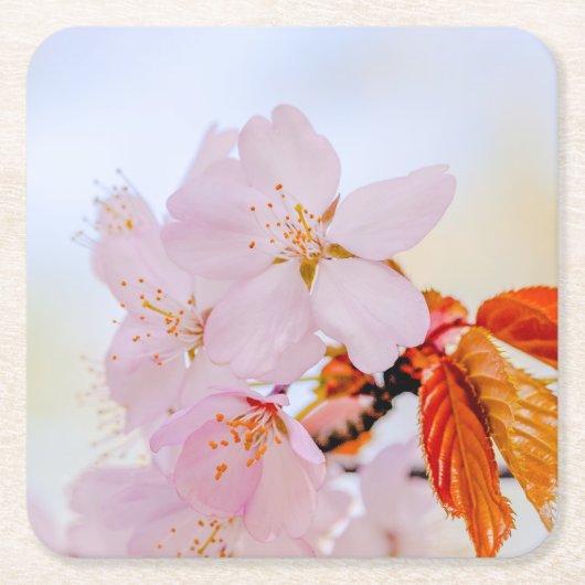Sakura - Japanse kersenbloesem Kartonnen Onderzetters (Voorkant)