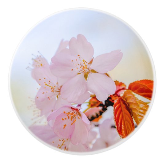 Sakura - Japanse kersenbloesem Keramische Knop (Voorkant)