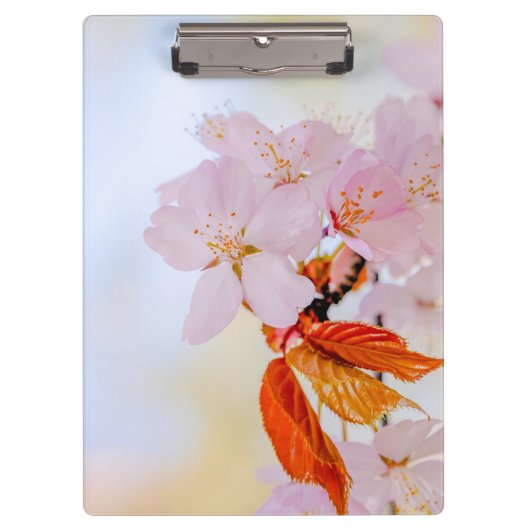 Sakura - Japanse kersenbloesem Klembord (Voorkant)