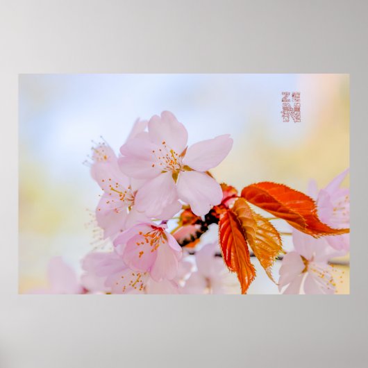Sakura - Japanse kersenbloesem Poster (Voorkant)