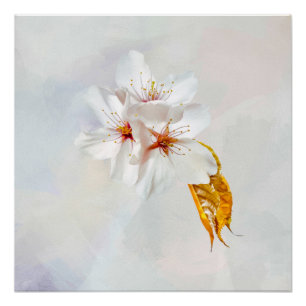 Sakura - Japanse kersenbloesem Poster