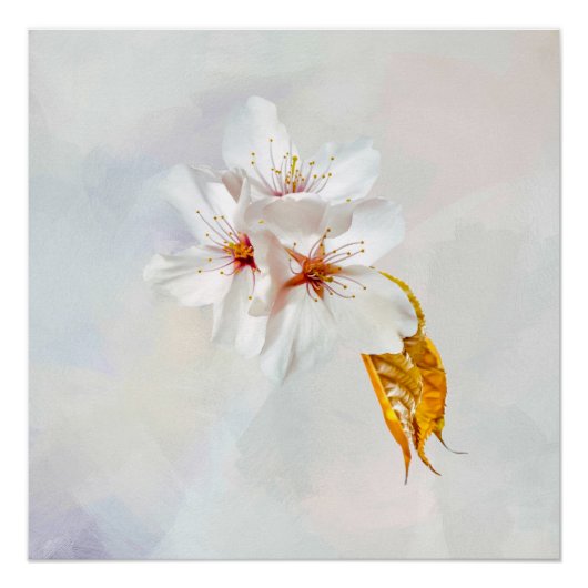 Sakura - Japanse kersenbloesem Poster (Voorkant)