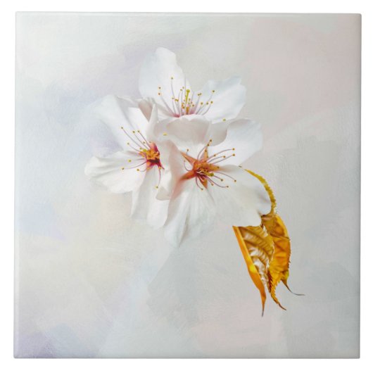 Sakura - Japanse kersenbloesem Tegeltje (Voorkant)