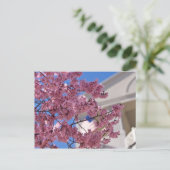 Sakura Kersenbloesem Americana Briefkaart (Staand voorkant)
