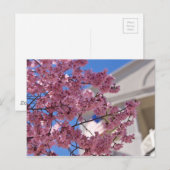 Sakura Kersenbloesem Americana Briefkaart (Voorkant / Achterkant)