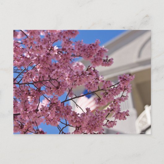 Sakura Kersenbloesem Americana Briefkaart (Voorkant)