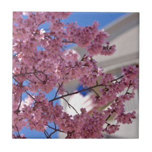 Sakura Kersenbloesem Americana Tegeltje