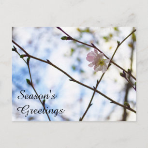 Sakura-kersenbloesem bloem op een tak briefkaart