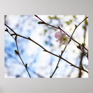 Sakura-kersenbloesem bloem op een tak poster