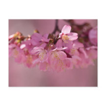 Sakura Kersenbloesem Delicate Roze Boeket