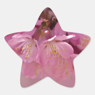 Sakura Kersenbloesem Delicate Roze Boeket Ster Sticker