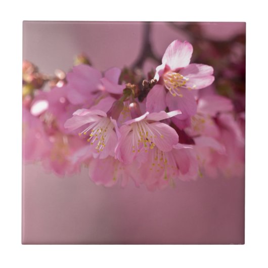 Sakura Kersenbloesem Delicate Roze Boeket Tegeltje (Voorkant)